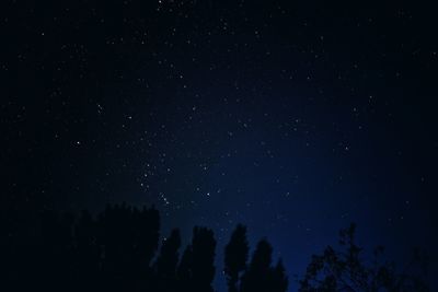 Low angle view of trees against star field at night