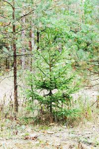 Trees in forest