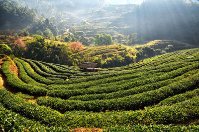 Scenic view of agricultural field