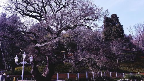 Low angle view of cherry blossoms against sky