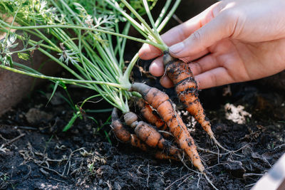 Cropped hand of person holding plant