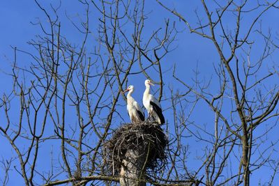 Low angle view of storks perching in nest  against blue sky