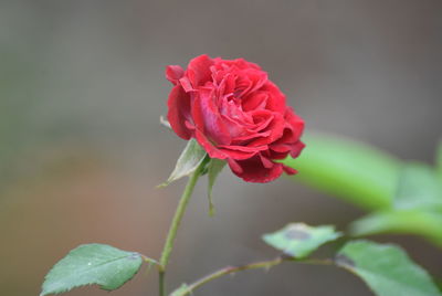 Close-up of red rose