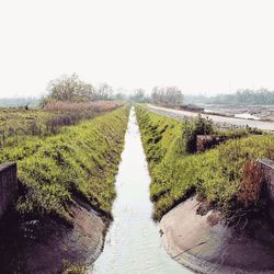 Footpath leading towards trees