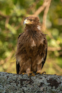 Steppe eagle perched on branch looking left