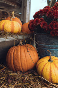 Pumpkins on farm during autumn