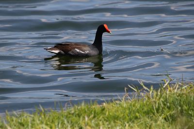 Duck swimming in lake