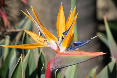 Close-up of flower against blurred background