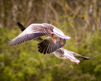 Close-up of bird flying against blurred background