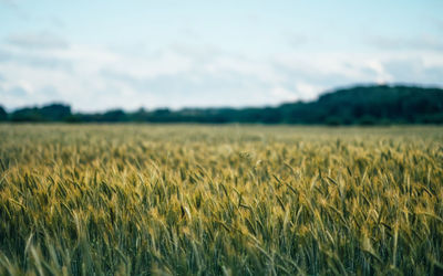 Close-up of wheat field against sky