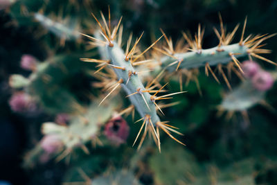 Close-up of spiked plant