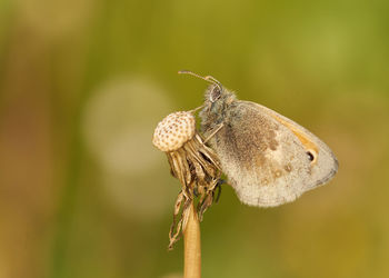 Close-up of butterfly pollinating on flower