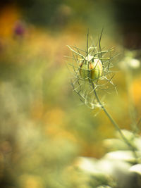 Close-up of wilted plant