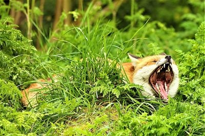 Close-up of fox yawning in grass