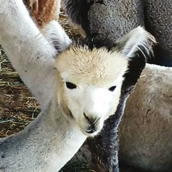 Close-up portrait of dog