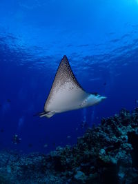 Fish swimming in sea