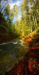 Stream flowing through forest
