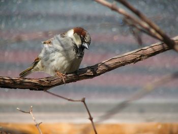 Close-up of sparrow perching on twig