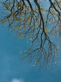 Low angle view of flowering tree against blue sky