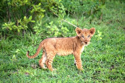 Portrait of a cat standing on grass