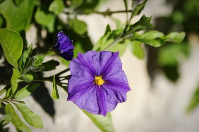 Close-up of purple flowering plant