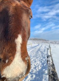 Close-up of a horse