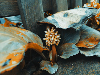 High angle view of dry leaves on land