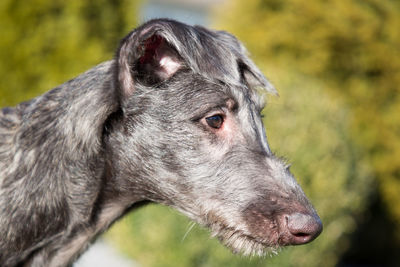 Close-up of a dog looking away