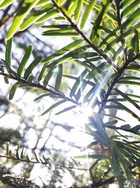 Low angle view of tree