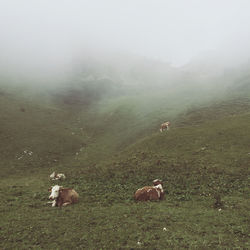 Sheep on field against sky