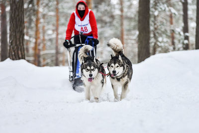 Man with dog on snow