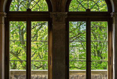 Trees seen through glass window in forest