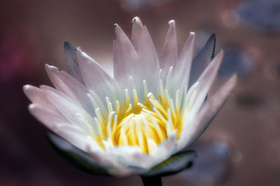 Close-up of white flower