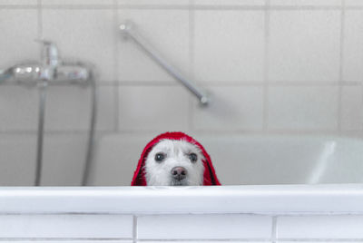 Portrait of dog in bathtub