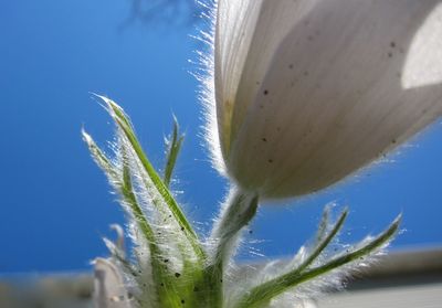 Close-up of plant against blue sky