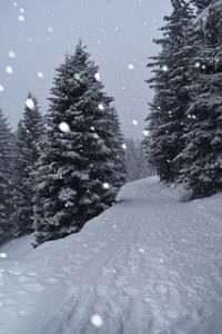 Trees on snow covered landscape