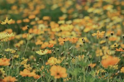 Close-up of yellow flowering plants on field