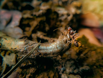 Close-up of insect