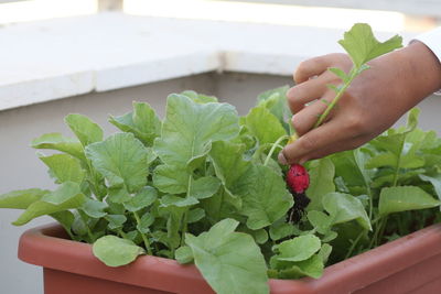 Midsection of person holding leaves