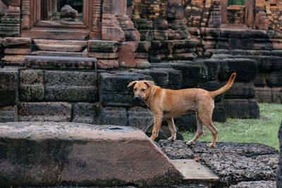 View of a dog against stone castle