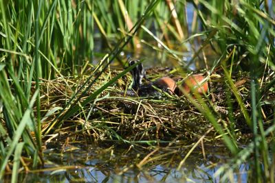 Close-up of bird on field