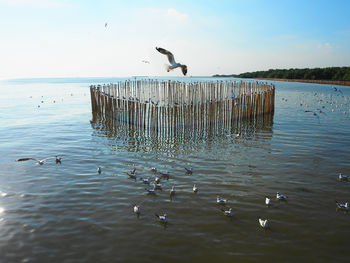 Seagulls flying over sea