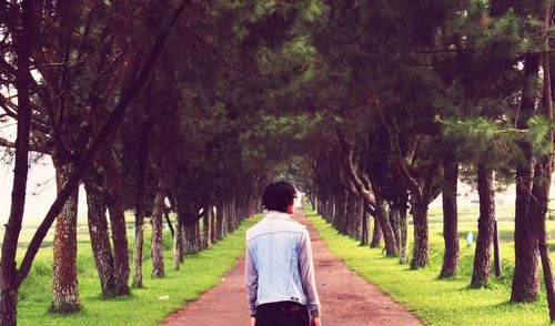 Rear view of man walking on pathway amidst trees at park
