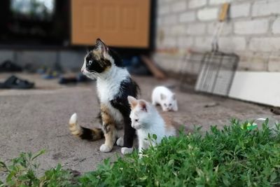 Cat relaxing on a plant