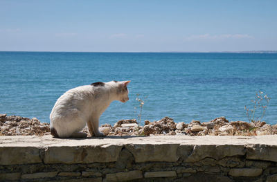 View of a sheep against the sea