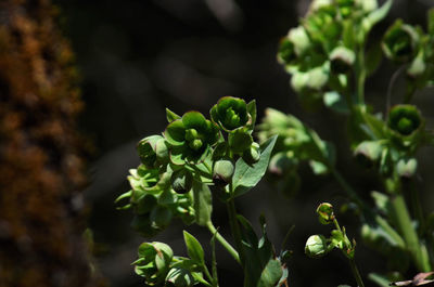 High angle view of flowering plant