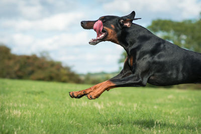 Side view of rottweiler jumping on grassy field