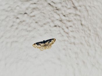 High angle view of crab on sand