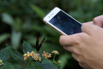 Cropped hand photographing butterfly from mobile phone