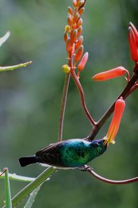 Close-up of bird perching on flower